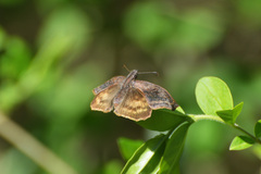 Theagenes dichrous