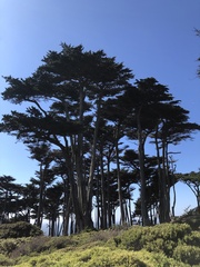 Cupressus macrocarpa