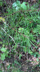 Pinus virginiana