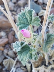 Sphaeralcea ambigua rosacea
