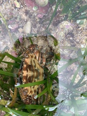Portunidae