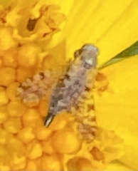 Dioxyna picciola