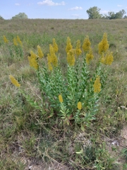 Solidago speciosa