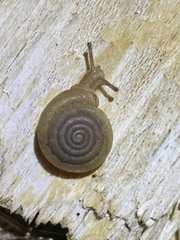 Polygyra cereolus
