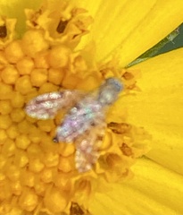 Dioxyna picciola