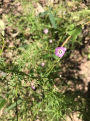 Ipomoea costellata