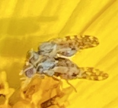 Dioxyna picciola