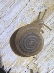 Polygyra cereolus