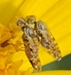 Dioxyna picciola