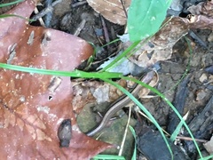 Scincella lateralis