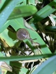 Polygyra cereolus