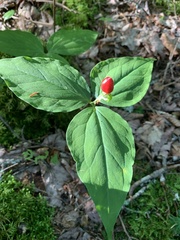 Trillium undulatum