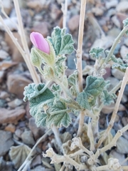 Sphaeralcea ambigua rosacea
