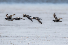 Pluvialis squatarola