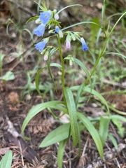 Mertensia