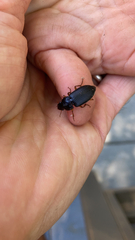 Pseudoophonus