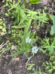 Pseudostellaria