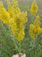 Solidago speciosa
