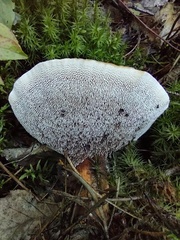 Hydnellum concrescens