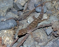 Lepidodactylus lugubris