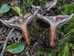 Hydnellum concrescens