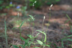 Froelichia floridana