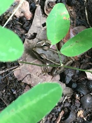 Lithobates sphenocephalus