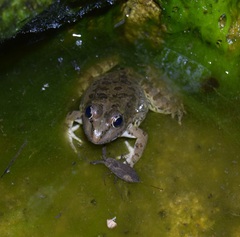 Pelophylax perezi