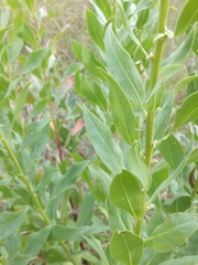 Solidago speciosa