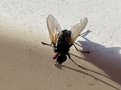 Tachinidae
