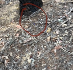 Plestiodon skiltonianus