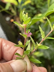 Cuphea carthagenensis