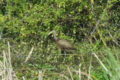 Aramus guarauna