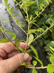 Cuphea carthagenensis