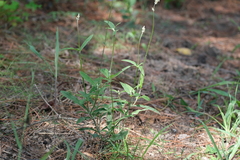 Froelichia floridana