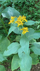 Verbesina occidentalis