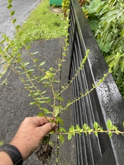 Cuphea carthagenensis