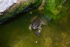 Pelophylax perezi