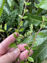 Cuphea carthagenensis