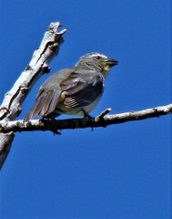 Saltator coerulescens