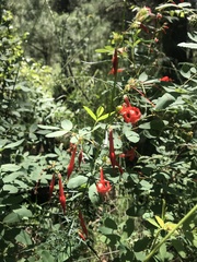 Ipomopsis aggregata formosissima