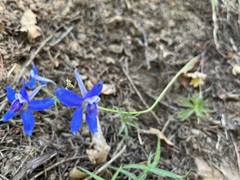 Delphinium