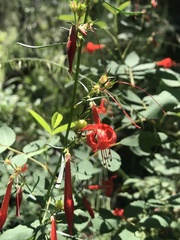 Ipomopsis aggregata formosissima