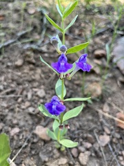 Scutellaria brittonii