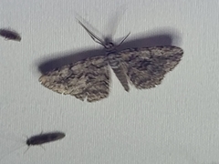 Anavitrinella pampinaria