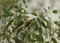 Manorina melanophrys