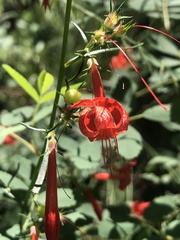 Ipomopsis aggregata formosissima