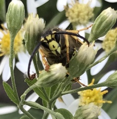 Vespula maculifrons