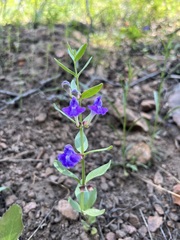 Scutellaria brittonii