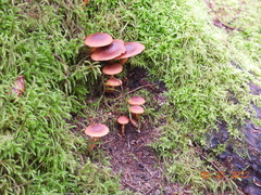 Cortinarius cinnamomeus
